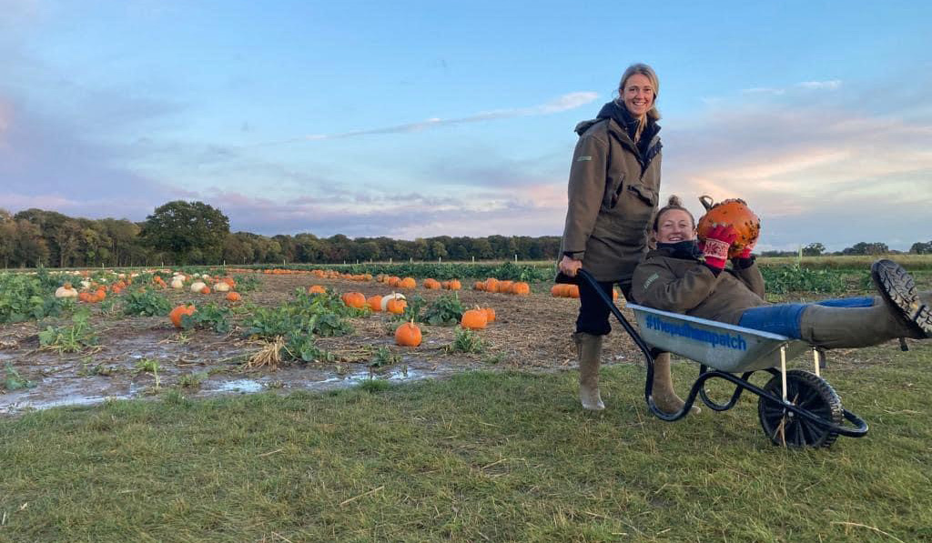 Pumpkin picking- The Pulham Patch, Pulham Market, Norfolk